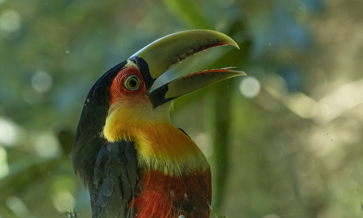 Observação de Aves